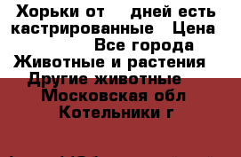   Хорьки от 35 дней есть кастрированные › Цена ­ 2 000 - Все города Животные и растения » Другие животные   . Московская обл.,Котельники г.